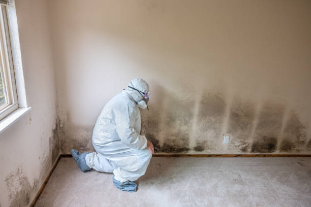 Environmental Consulting for Mold Prevention in Oak Creek, WI